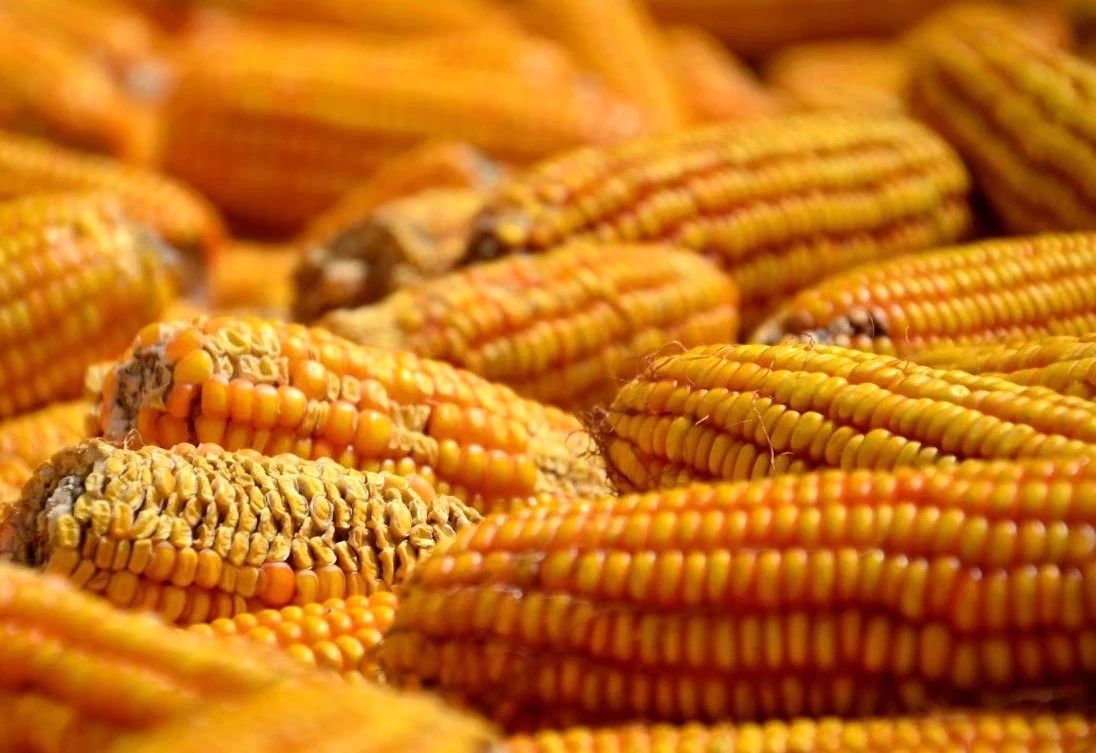 山东玉米价格下跌_华北玉米深加工企业降价_中国玉米网价格行情发布