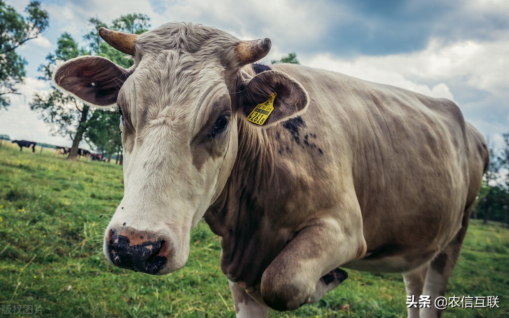 吉林玉米价格走势_中国玉米网价格行情发布_东北玉米价格上涨