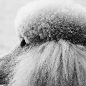 股权转让后变为一人有限公司_一人有限责任公司增加股东_自然人独资公司转型一般有限责任公司