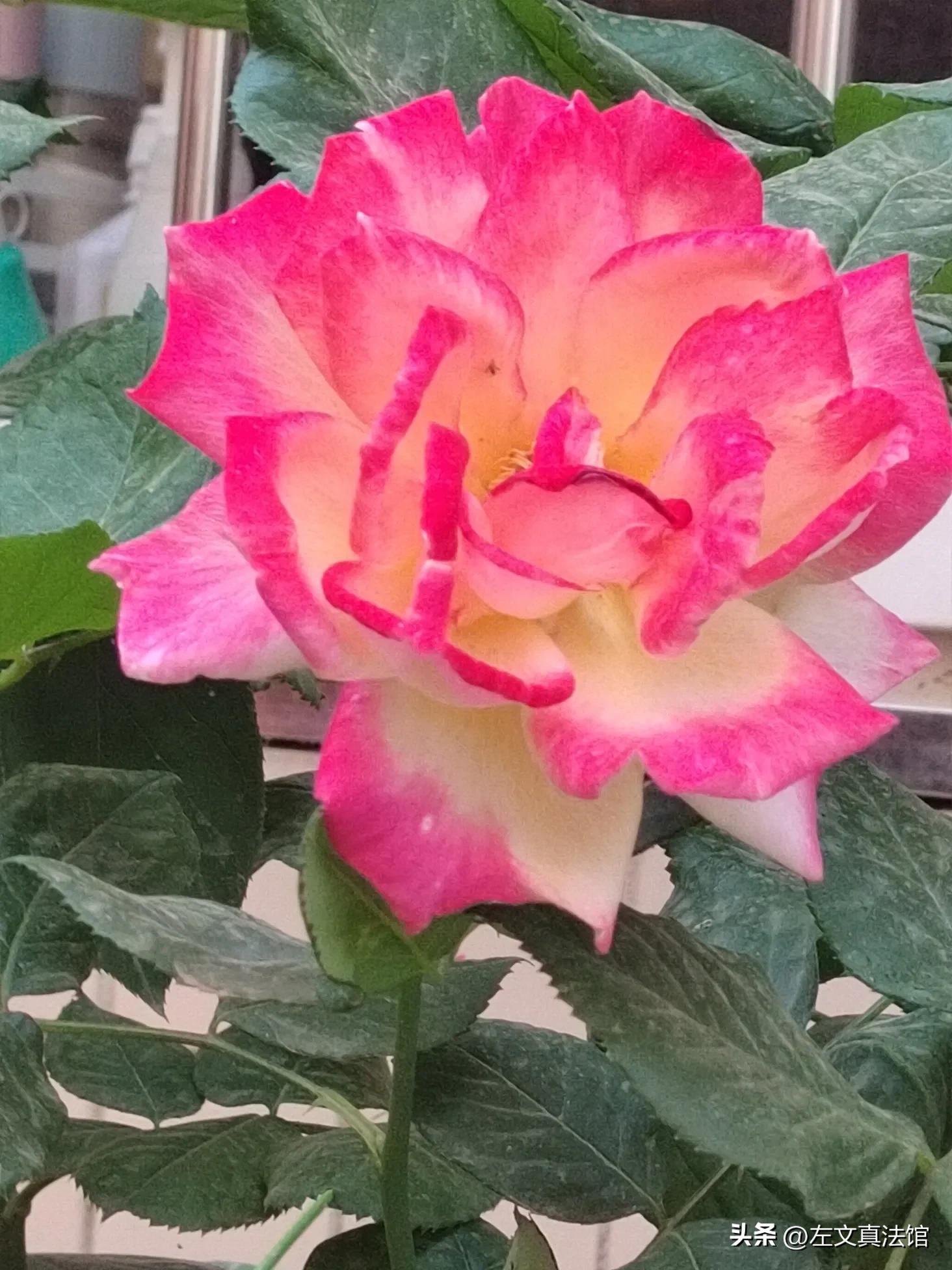 股东劳动报酬获取条件_股东可以有工资吗_股东劳动关系认定